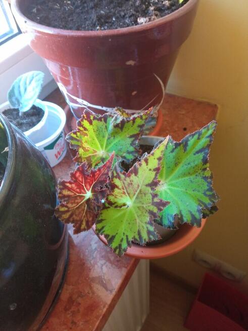 Sprzedam aloesy tygrysie i nie tylko...