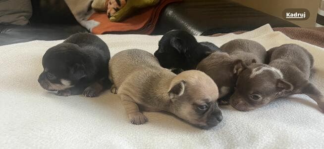 Chihuahua miniaturka