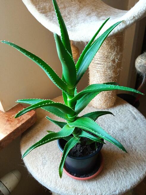 Cylindropuntia subulata- sukulent ten i inne...