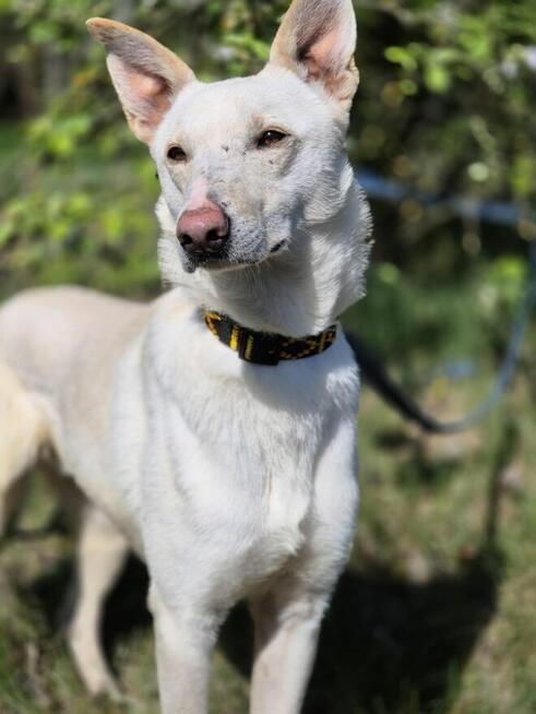 Aguś - fantastyczny kandydat na PSIjaciela!