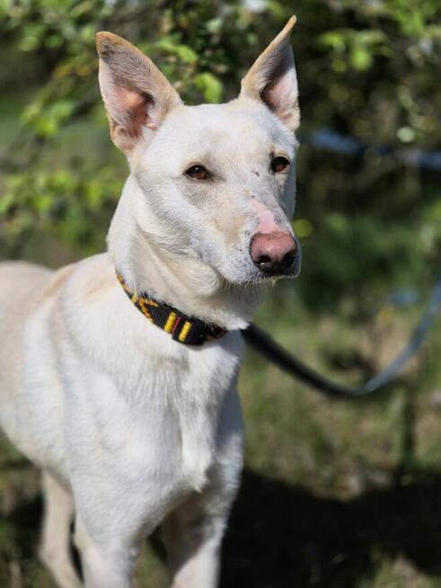 Aguś - fantastyczny kandydat na PSIjaciela!