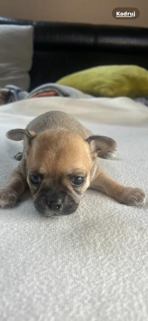 Chihuahua piesek miniaturka