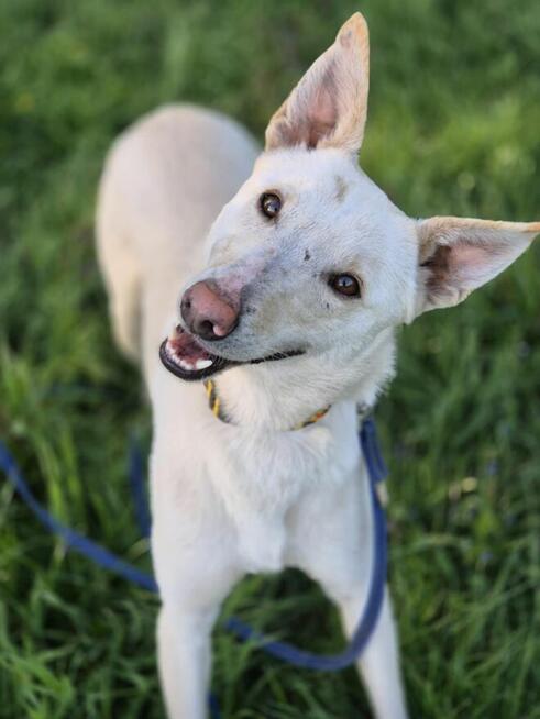 Aguś - fantastyczny kandydat na PSIjaciela!