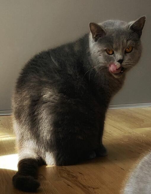 Kot brytyjski krótkowłosy niebieski kotka