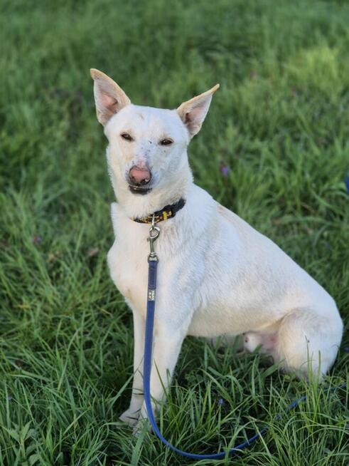 Aguś - fantastyczny kandydat na PSIjaciela!