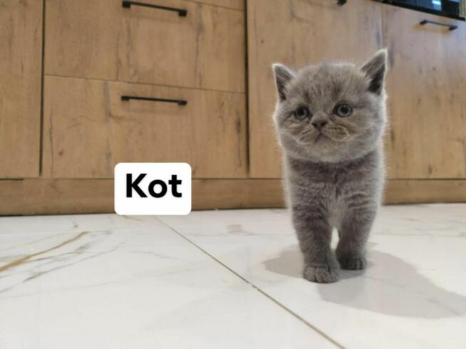 Koty Brytyjskie