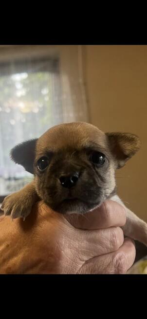 Chihuahua piesek miniaturka