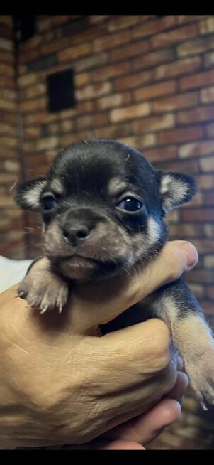 Chihuahua miniaturka