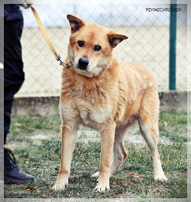 Lesiu – duży, kochany i ułożony misiek do adopcji