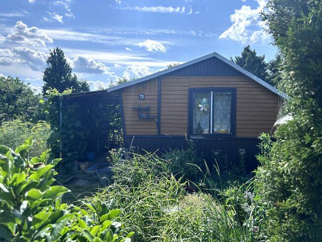 Działka ROD we Włodawie (7 km od jez. Białego)