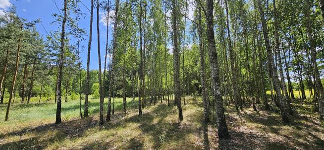 Działka bud.; 2900 M2; Łukawska Wola; WZ; ZADRZEWIONA