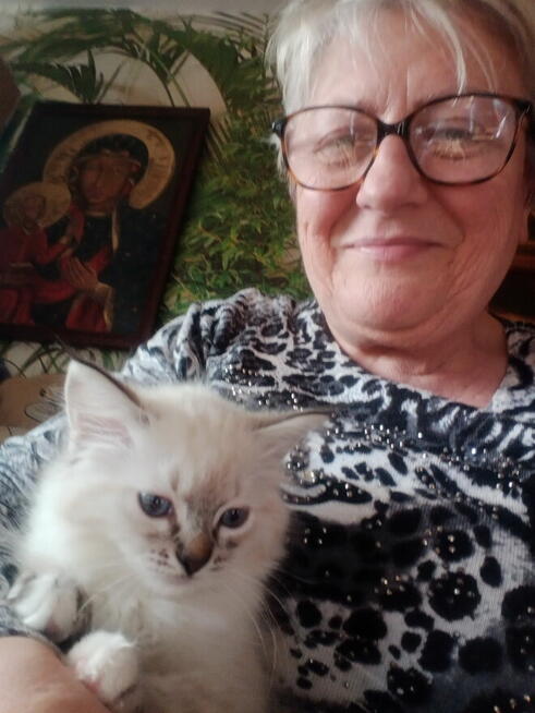 Piękny kocurek Ragdoll Rumia