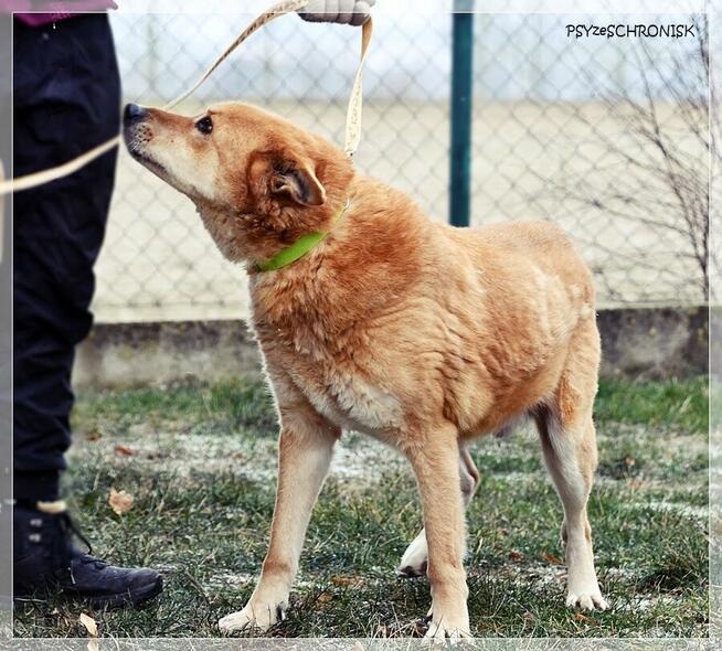 Lesiu – duży, kochany i ułożony misiek do adopcji