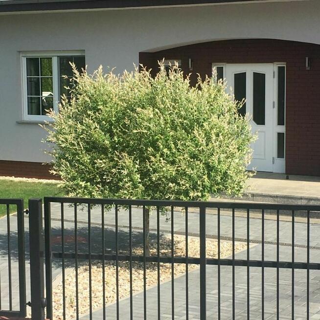 Wierzba Hakuro Nishiki na pniu 60–80 cm – ozdoba każdego ogr