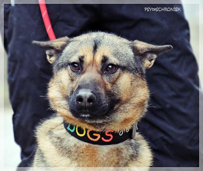 Cyryl - wesoły psiak w typie owczarka czeka na Ciebie