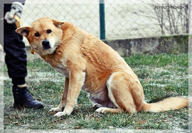 Lesiu – duży, kochany i ułożony misiek do adopcji