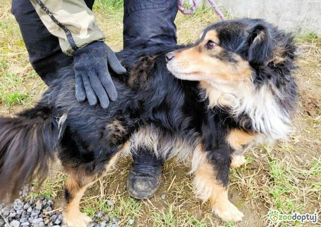 REKSIO - cudowny psiak szuka dobrego domu