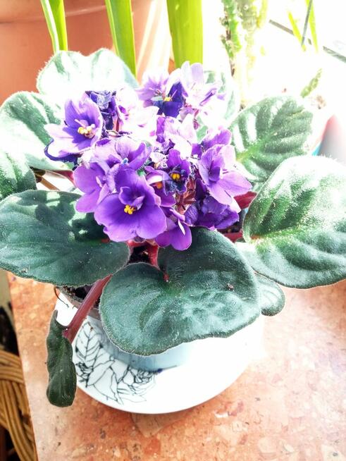 Dorodny fiołek obficie kwitnący