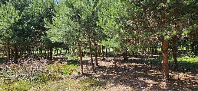 Działka bud.; 2900 M2; Łukawska Wola; WZ; ZADRZEWIONA