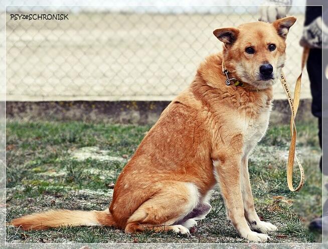 Lesiu – duży, kochany i ułożony misiek do adopcji