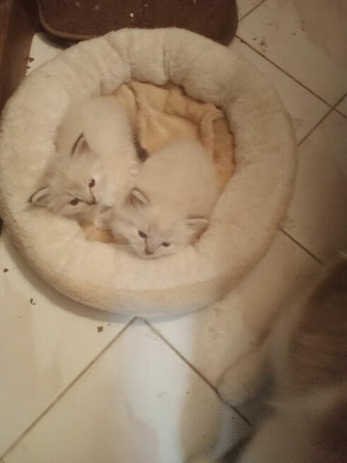 Piękny kocurek Ragdoll Rumia