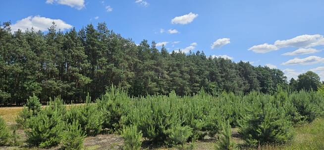 Działka bud. 1090M2; 1341M2; Nowa Wola