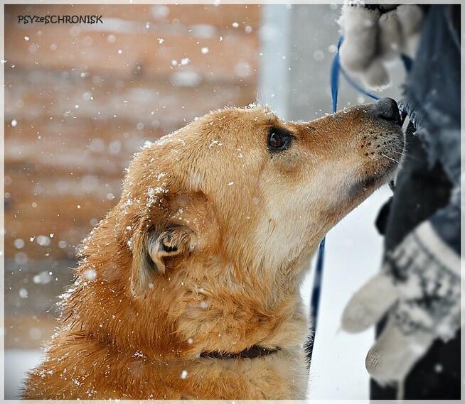 Lesiu – duży, kochany i ułożony misiek do adopcji