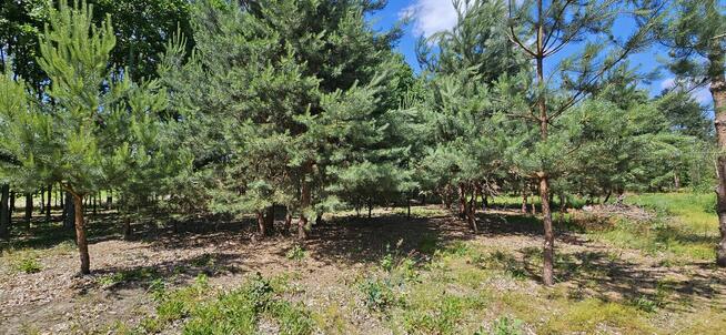 Działka bud.; 2900 M2; Łukawska Wola; WZ; ZADRZEWIONA