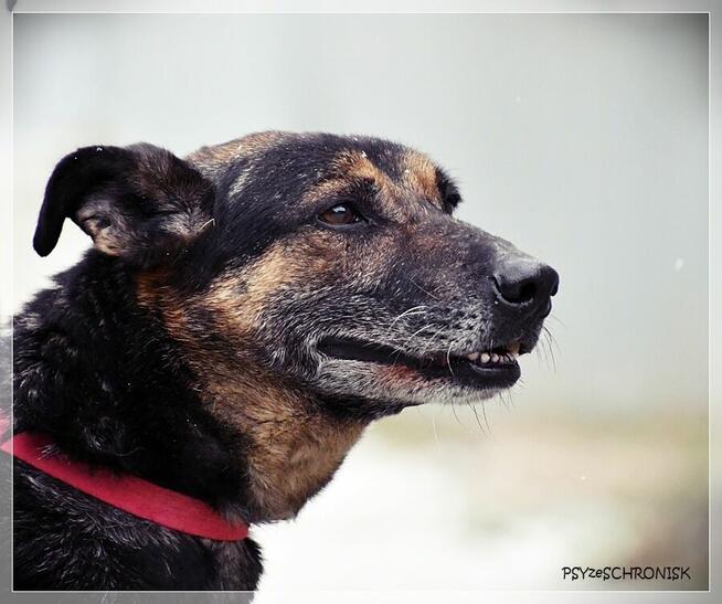 Szener – tak rzadko się uśmiecha