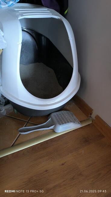 Maine coon kotka, drapak, kuweta, klatka