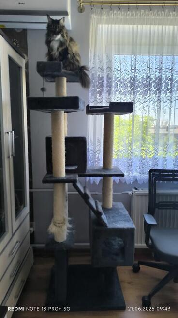 Maine coon kotka, drapak, kuweta, klatka