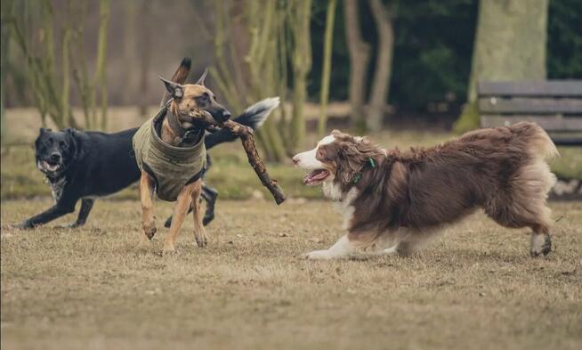 Skuteczna pomoc w pracy z trudnym psem