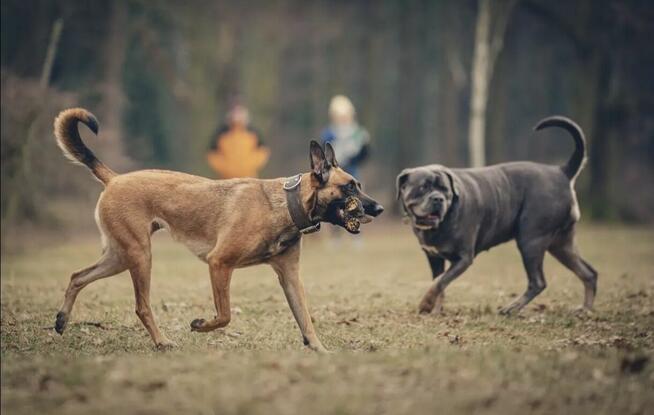Skuteczna pomoc w pracy z trudnym psem