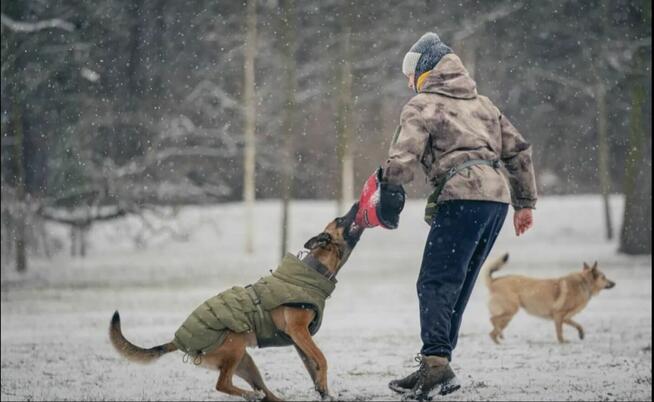 Skuteczna pomoc w pracy z trudnym psem