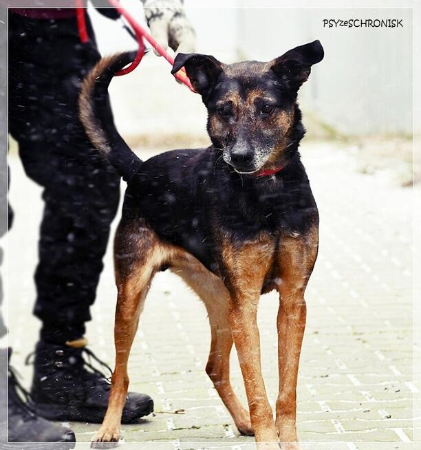 Szener – tak rzadko się uśmiecha