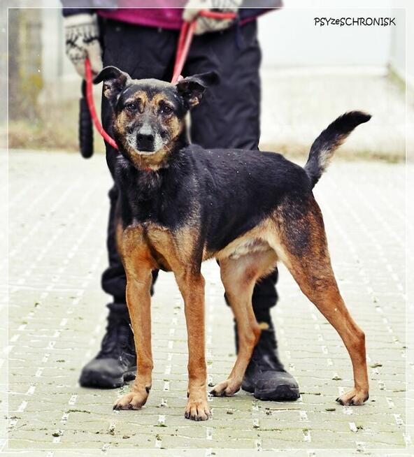 Szener – tak rzadko się uśmiecha