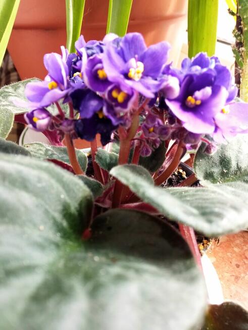 Dorodny fiołek obficie kwitnący