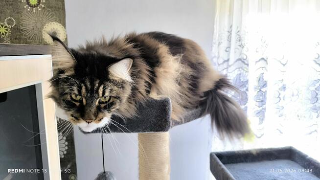 Maine coon kotka, drapak, kuweta, klatka