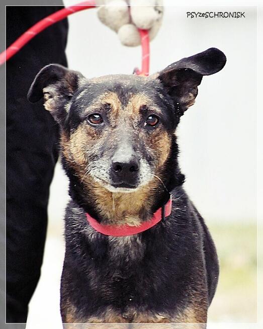 Szener – tak rzadko się uśmiecha