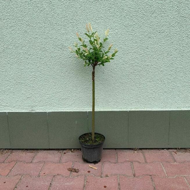 Wierzba Hakuro Nishiki na pniu 60–80 cm – ozdoba każdego ogr