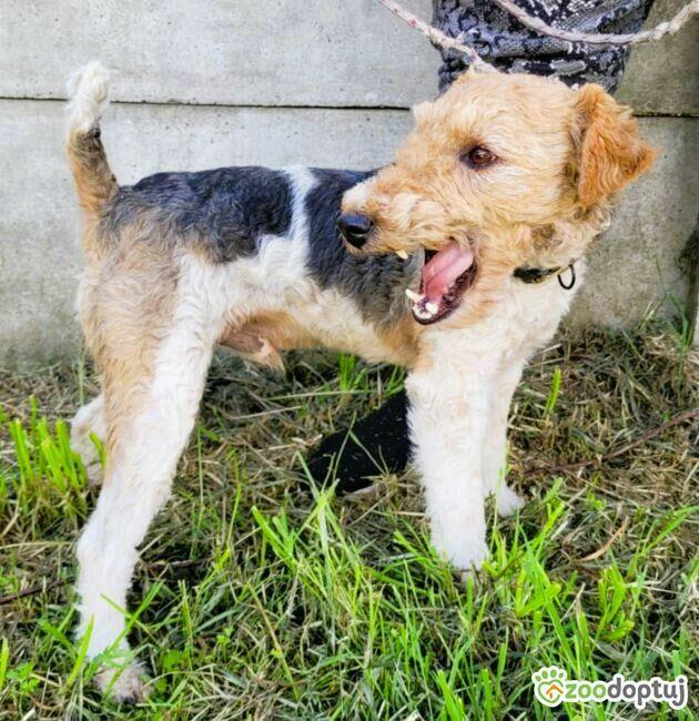 PAGO - foxterrier szorstkowłosy szuka domu