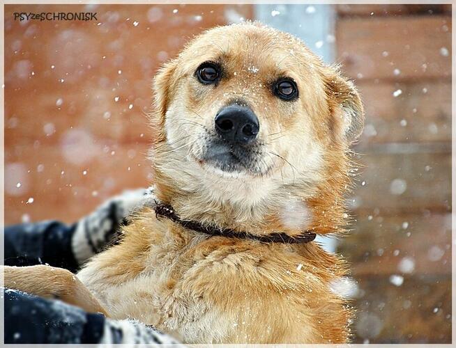 Lesiu – duży, kochany i ułożony misiek do adopcji