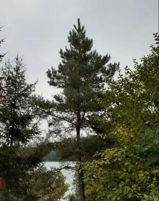 Działka rekreacyjna 1014 m2, blisko jeziora, obok Chodcza