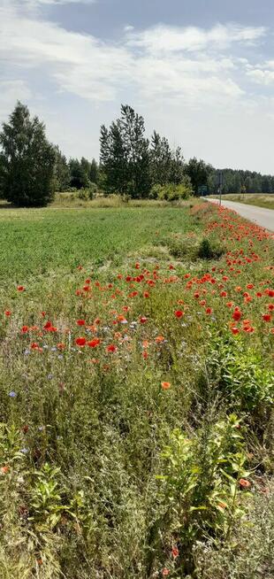 Działka rekreacyjna 1014 m2, blisko jeziora, obok Chodcza