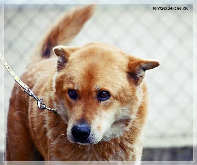 Lesiu – duży, kochany i ułożony misiek do adopcji