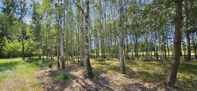 Działka bud.; 2900 M2; Łukawska Wola; WZ; ZADRZEWIONA