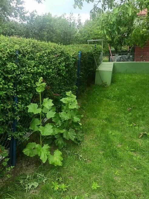 Działka ROD na Winiarach