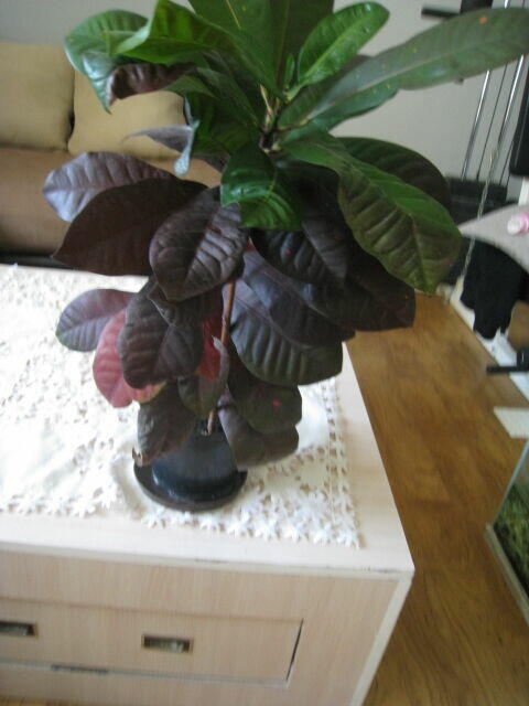 Kroton, roślina doniczkowa