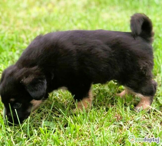 PIXEL - super szczeniak szuka najlepszego domu