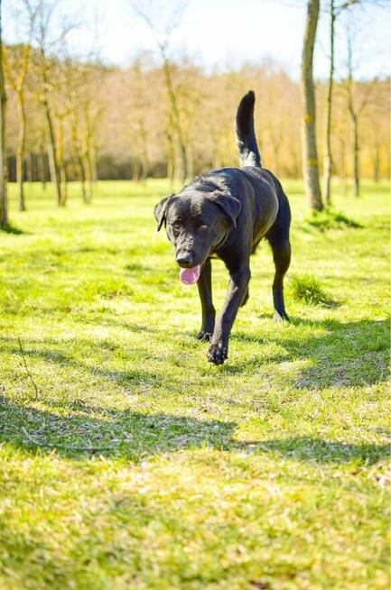 Stock-czarny, mlody, średniej wielkosci pies do adopcji